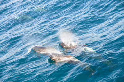 Long-finned Pilot Whales