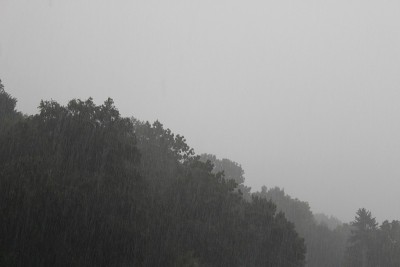 多雾的森林在下雨的天气条件下