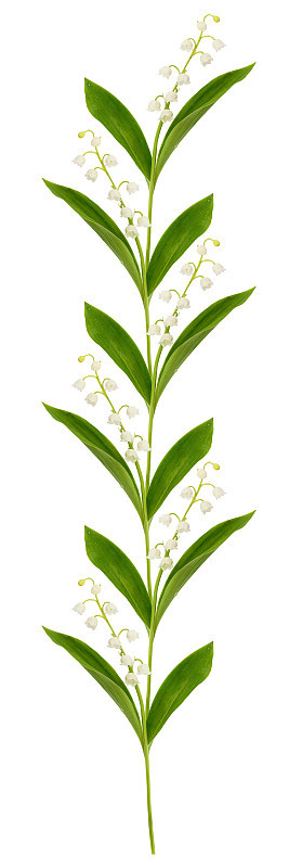 铃兰的花排成一行