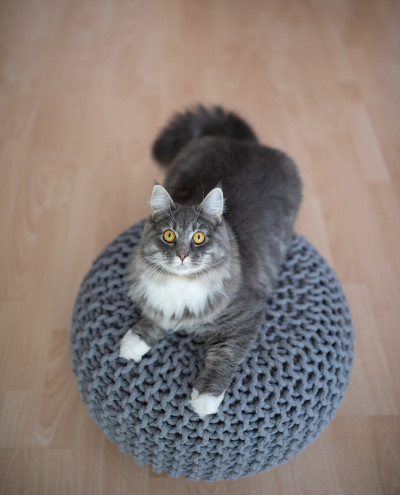 有趣的猫