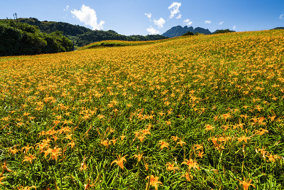 山坡上美丽的萱草花