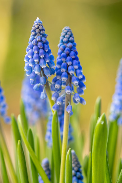 蓝色葡萄风信子花