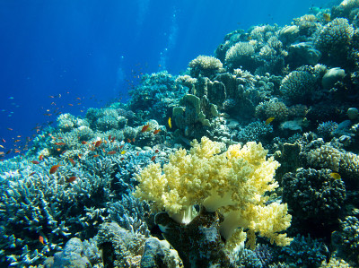 海底世界全景。水下珊瑚礁海洋灯