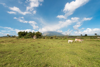 山和牛