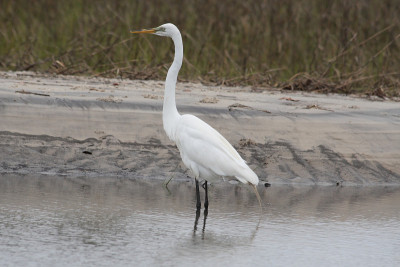 大白鹭(Ardea alba)，美国南部乔治亚州杰基尔岛