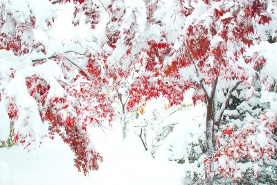 晚秋和粉状雪