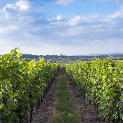 自然公园索米尔附近的景观rÃ©loire - anju - touraine地区葡萄园