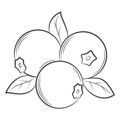 蓝莓，蔓越莓，野莓，线形浆果。黑白矢量装饰元素，手绘。