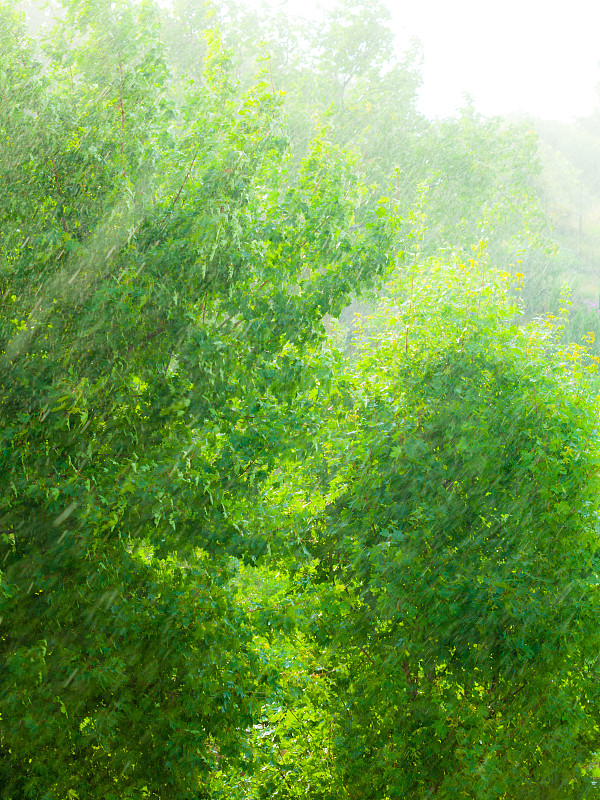 雨窗外绿色的背景纹理。