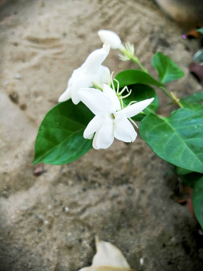 茉莉花(阿拉伯茉莉花)