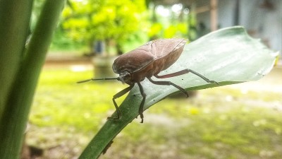 臭动物