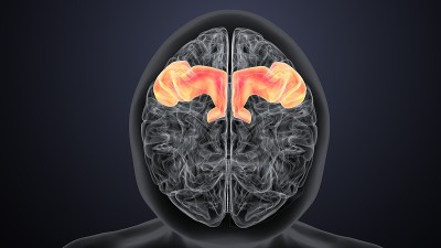 人脑交叉解剖学的三维渲染