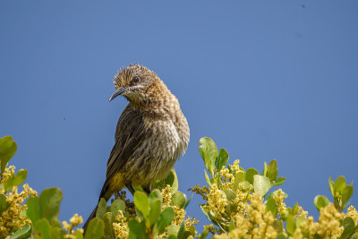 Sugarbird角;在桌山观鸟