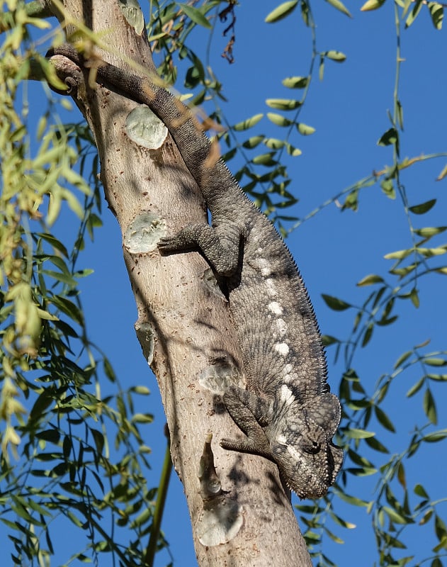 巨型变色龙(Furcifer Oustaleti)