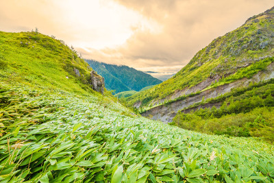 山脉和竹草