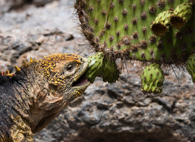 The land iguana eats a cactus.