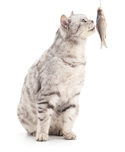 猫吃鱼。