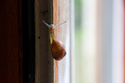 蜗牛
