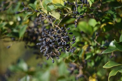 Ligustrum日本血吸虫浆果。