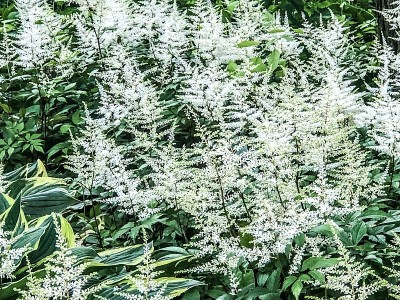 探索马萨诸塞州科德角的海岸花园