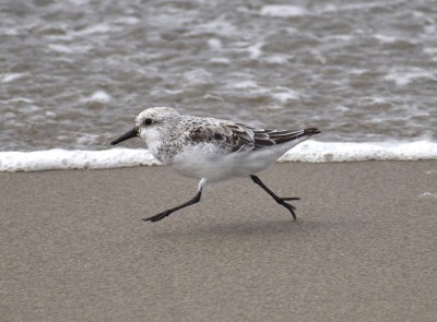 一只sanderling (Calidris alba)从海滩上的波浪中疾驰而去。