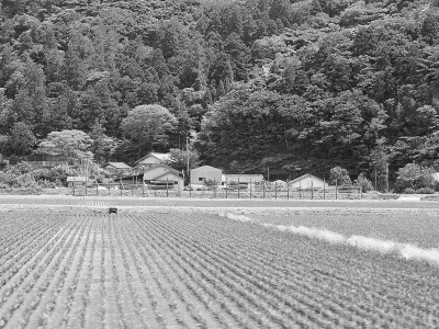 稻田/冲电气岛,岛