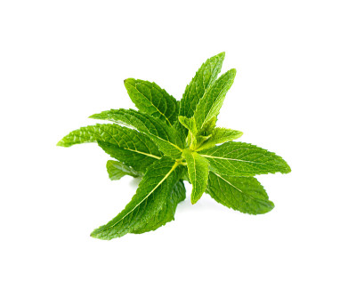 绿色薄荷