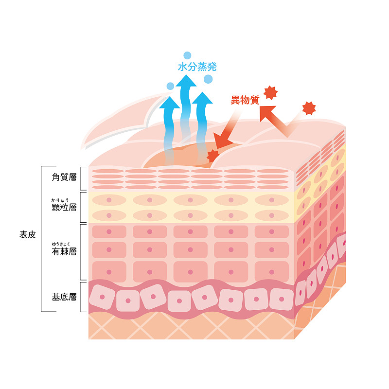 干燥皮肤表皮皮肤结构皮肤图美容学