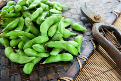 新鲜收获的毛豆放在竹盘上。