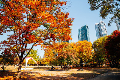 首尔森林公园，秋天五颜六色的树木与现代建筑在韩国