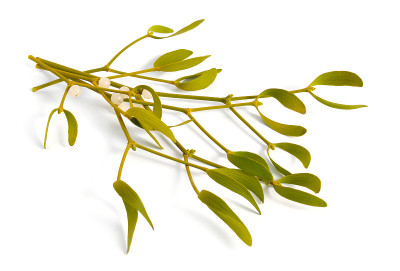 Viscum album，欧洲俗称mistletoe，俗称mistletoe或简称mistletoe