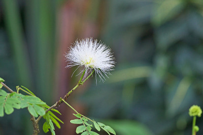 Calliandra haematocephala