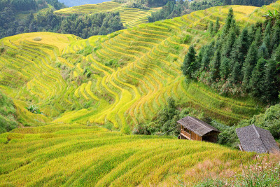 隆基水稻梯田