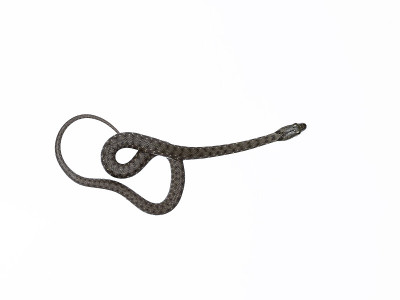 Snake说，Natrix tessellata