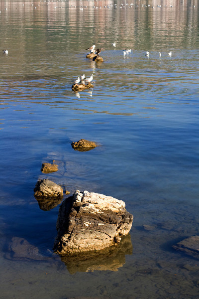 Shoal