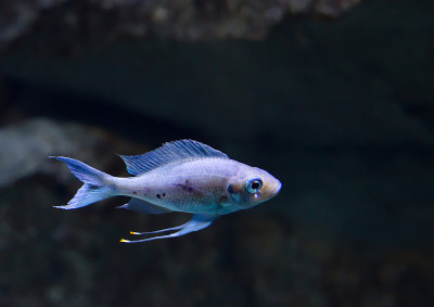 水族馆鱼类