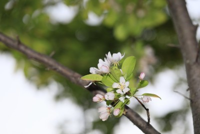 苹果花