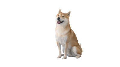 红色柴犬坐在白色的背景上