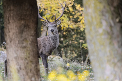 (Cervus elaphus)