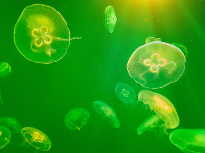 水族馆里的海水水母