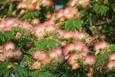 合欢花，意大利