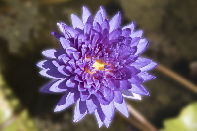 花园里的池塘里绽放着莲花或花蕾