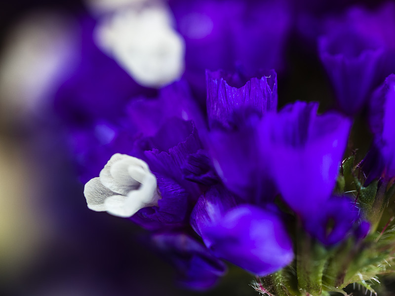 雄蕊和雌蕊