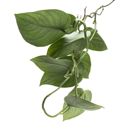 碧桃叶，锦缎植物，奇异的叶子孤立在白色的背景，与修剪路径