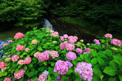 绣球花