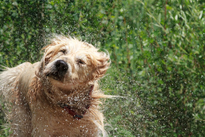 金毛猎犬抖掉水