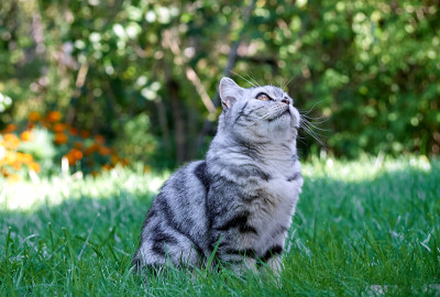 草丛里的小猫。