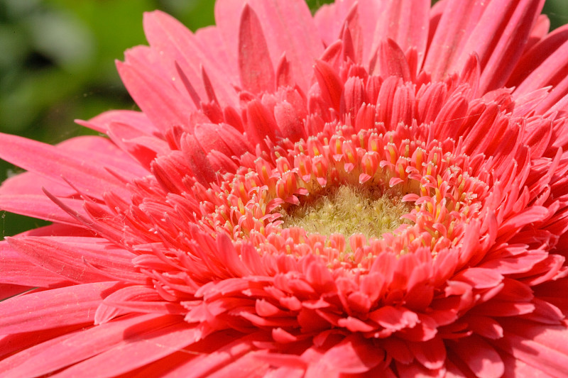 特写粉红色的小雏菊