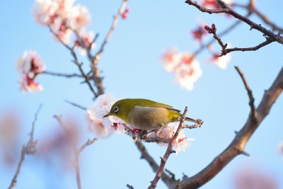 白梅花树上的白眼鸟