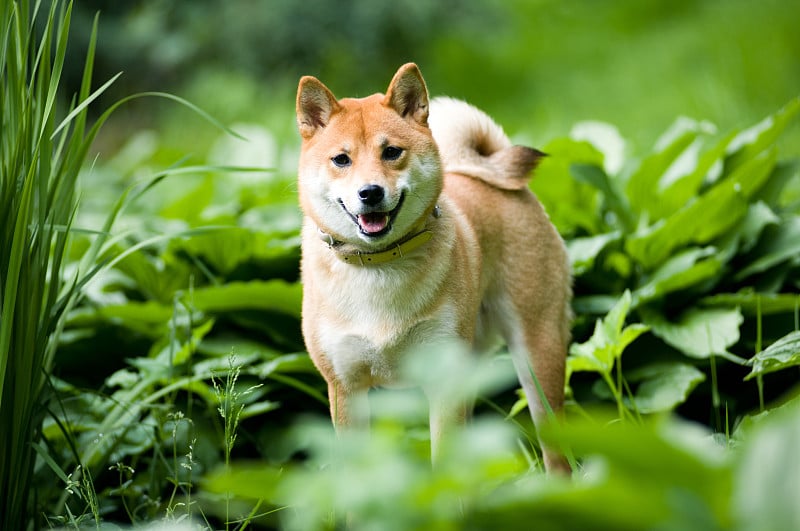 日本柴犬夏日户外写真